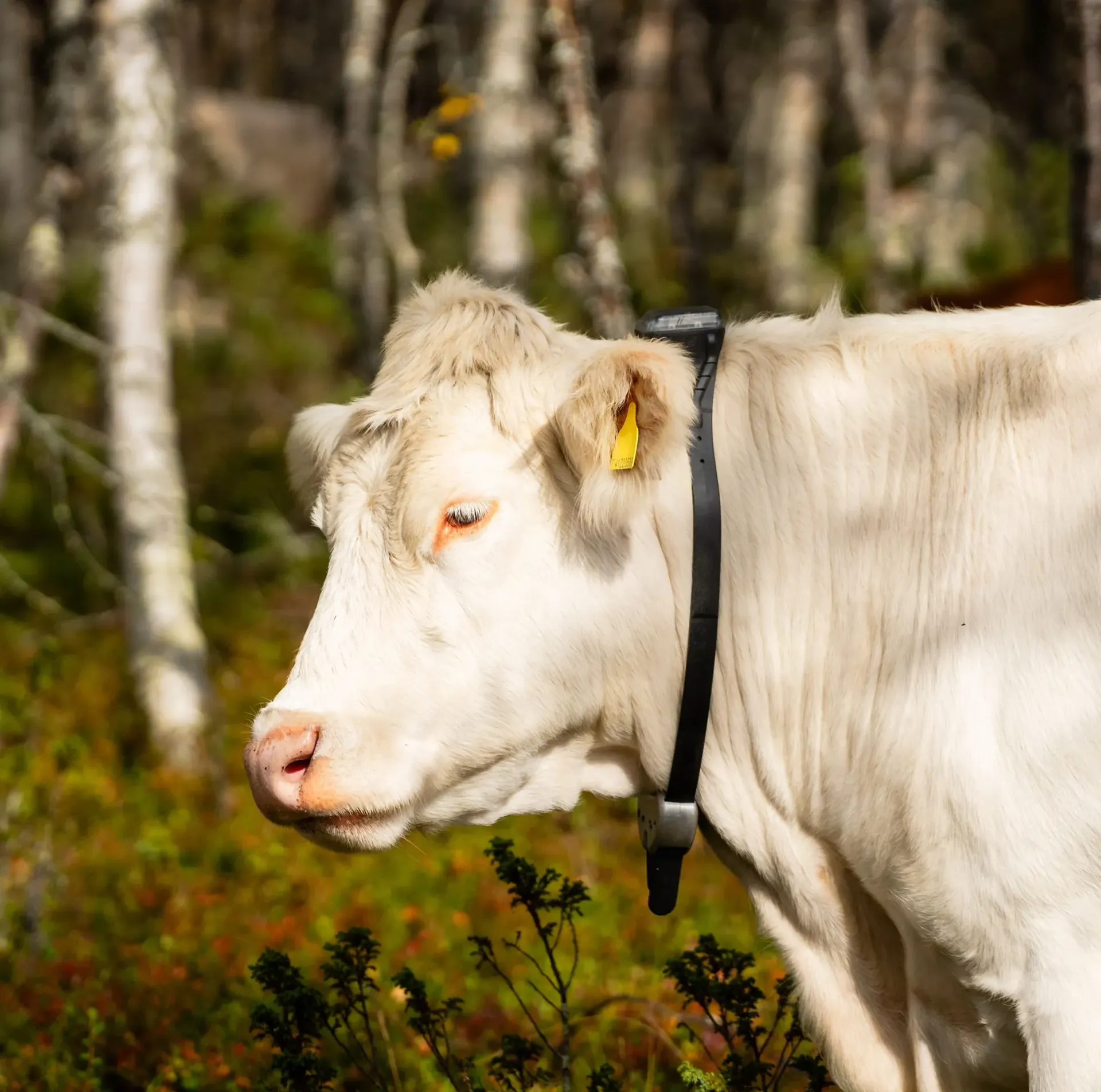 Monils halsband för nötkreatur